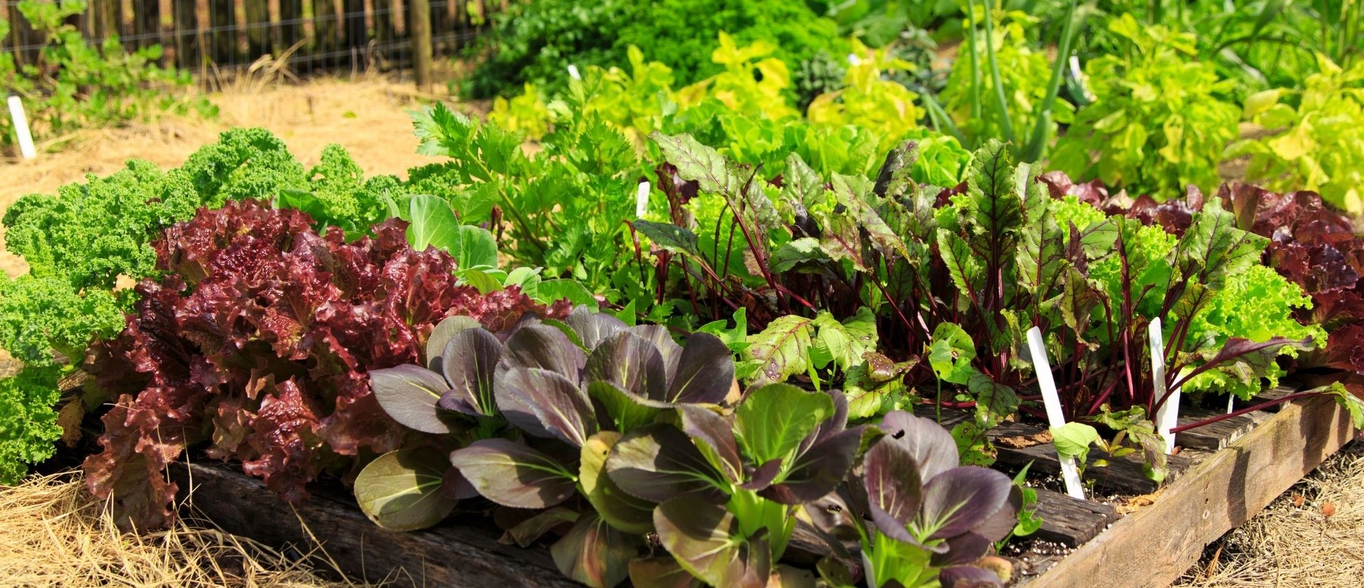 School Garden Resources Rutherford County